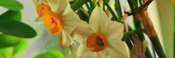 ‌یاس کبود‌'s header picture