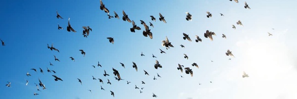 ‌ـ هَمدم پرواز‌'s header picture