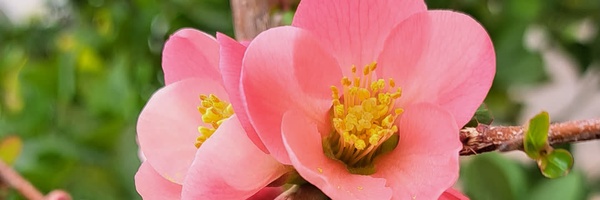 ‌Zhr Shystenia‌'s header picture