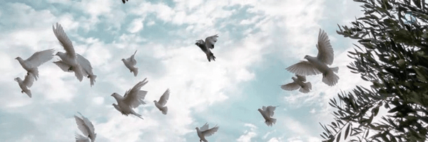 ‌Soodi Camelion‌'s header picture