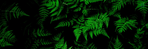 ‌ZAL‌'s header picture