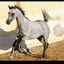 Profile picture of ‌🇮🇷امین اله شاکر‌