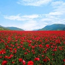 Profile picture of ‌شقایق‌