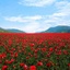 Profile picture of ‌شقایق‌