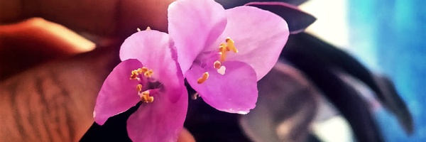 ‌navid tabbakhi‌'s header picture
