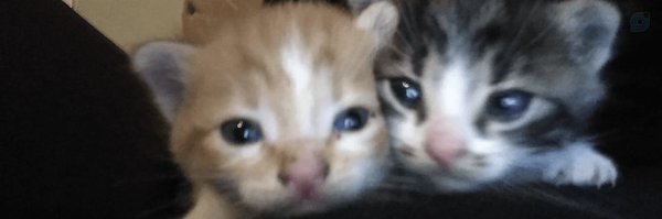 ‌Tiam‌'s header picture