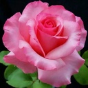 Profile picture of ‌آهو montazeremonji‌