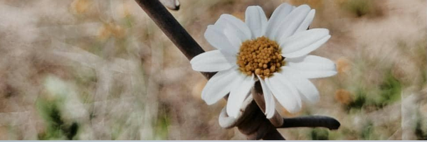 ‌پناه خانم🌱‌'s header picture