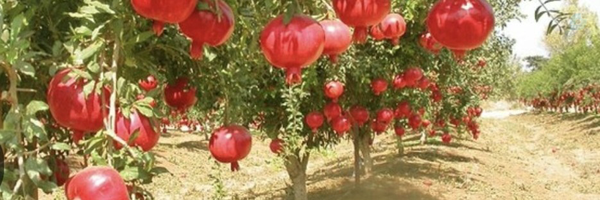 ‌Giti Shahabi‌'s header picture