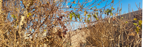 ‌کیوان صالح نژاد‌'s header picture