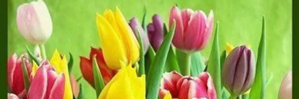 ‌عبدالحسن صفی خانی‌'s header picture