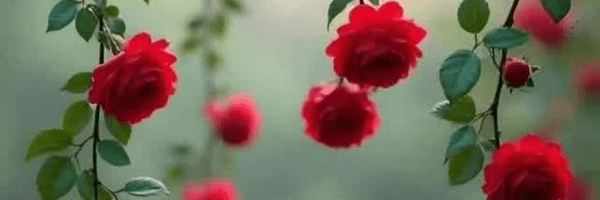 ‌سمیرا .‌'s header picture