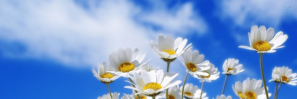 ‌بهارنارنج‌'s header picture