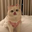 Profile picture of ‌پیشی🐈🌿‌