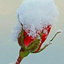 Profile picture of ‌بهاران ....‌