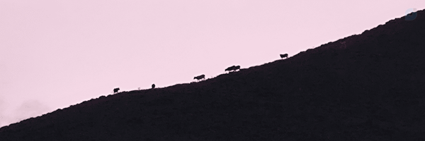 ‌رضا‌'s header picture