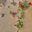 Profile picture of ‌گل سرخ🇮🇷🇵🇸‌