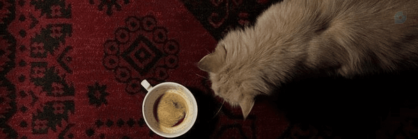‌Helma‌'s header picture