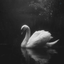Profile picture of ‌Helia Sharifi‌