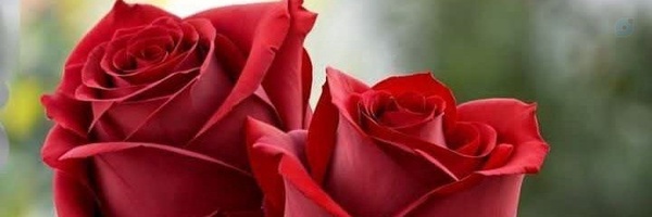 ‌user1748160325161960259‌'s header picture