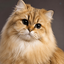 Profile picture of ‌Norin‌