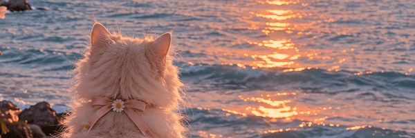 ‌MHDIS‌'s header picture