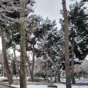 Profile picture of ‌Arameshe Dariaei‌