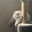 Profile picture of ‌باخداباش پادشاهی کن ....‌
