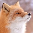 Profile picture of ‌عاقا روباهه:)‌