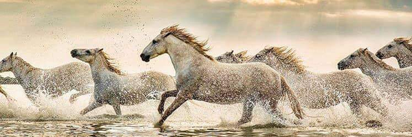 ‌Amirhossein‌'s header picture