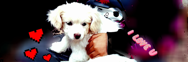 ‌ali S‌'s header picture