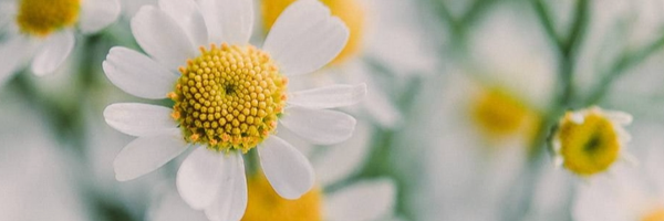 ‌احمدی‌'s header picture
