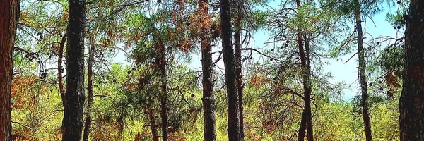 ‌حسن زالی‌'s header picture