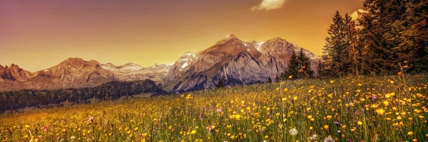 ‌محسن اسدی‌'s header picture