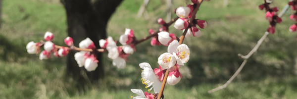 ‌Laya Falahat‌'s header picture