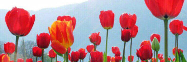‌سیدعلی ضیائی‌'s header picture