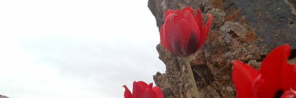 ‌حسین عرب‌'s header picture