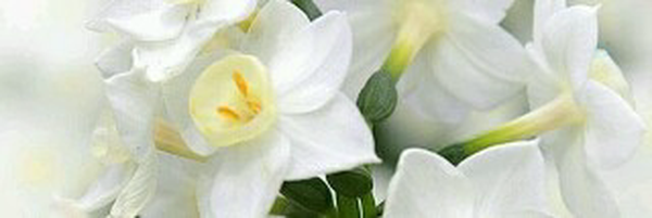 ‌منیره پرند‌'s header picture