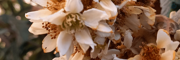 ‌کرمی‌'s header picture