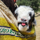 Profile picture of ‌کُر ایلیاتی...‌