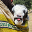 Profile picture of ‌کُر ایلیاتی...‌