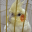Profile picture of ‌الهه‌