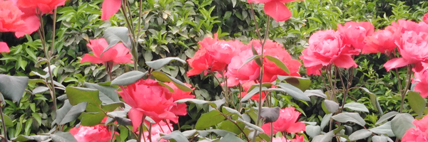 ‌کریم صالونی‌'s header picture
