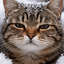 Profile picture of ‌F̴a̴t̴e̴m̴e̴h̴‌