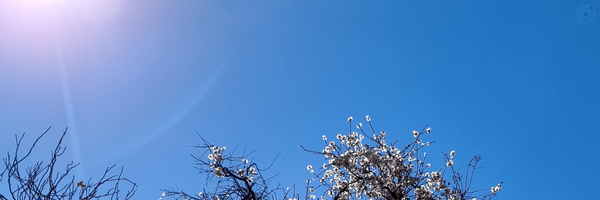 ‌سورا‌'s header picture