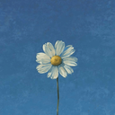 Profile picture of ‌نآزنیـن‌ریحـانهꔫ‌