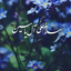 Profile picture of ‌Rahele Rafat‌