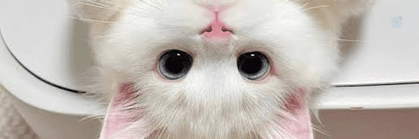 ‌مهزاد محمدی‌'s header picture