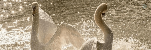 ‌(مولتی فن بدبختver)miffi‌'s header picture