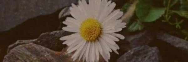 ‌لیلا مسعودی‌'s header picture